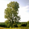 Mon peuplier