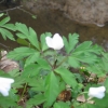 Plantes au bord de l'eau