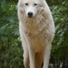 Le loup blanc