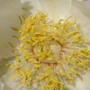 Cœur d'une pivoine blanche