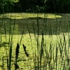 Etang