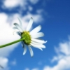 Flower in the sky