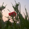 Gentil coquelicot