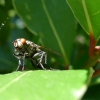 Mouche