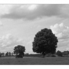 L'arbre