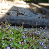 Cimetière de Dieweg
