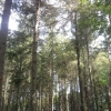 Forêt de sapins 3