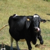 Vache folle