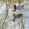 Des canards et des reflets