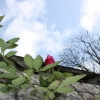 Au Nom De La Rose Du Petit Prince