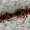 Le pyrrhocoris apterus