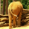 Éléphant d'Afrique (3)