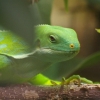 Iguane vert