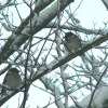 Moineaux en hiver
