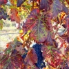 La vigne aux couleurs de l'automne
