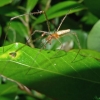 Tetragnatha