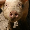Un p'tit bisou ?