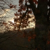 Derniers rayons