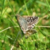 papillons