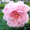 fleur