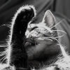 LA CÉLÈBRE LANGUE AU CHAT ...  (2/4)