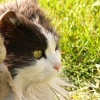 mon ami le chat......