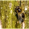 P'tite abeille