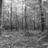 Sous bois