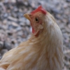 punk à pâques