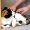 Caresses timides