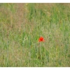Juste un peu de rouge.......