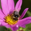 Au cœur de la fleur