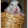 les petits jack russell