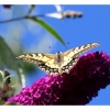 Papillon