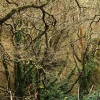 forêt dense