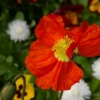 Le pavot rouge
