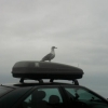 Mouette
