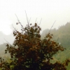 Brume d'automne