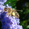 Abeille butineuse