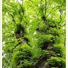 La nature explose