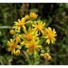 Arnica montana