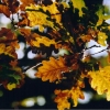 Automne