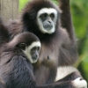 Femelle gibbon et son petit