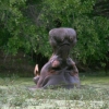 Hippopotame