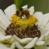 Derniers butinages d'été
