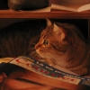 CHATOUILLE-------------------------->