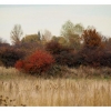 Palette de couleurs d'automne