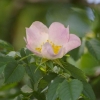 Fleur d'églantier