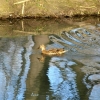 Canards et reflets chatoyants