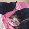 ZZZZZ... bis